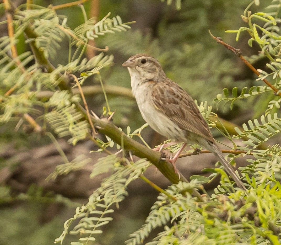 Cassin's Sparrow - ML475656951