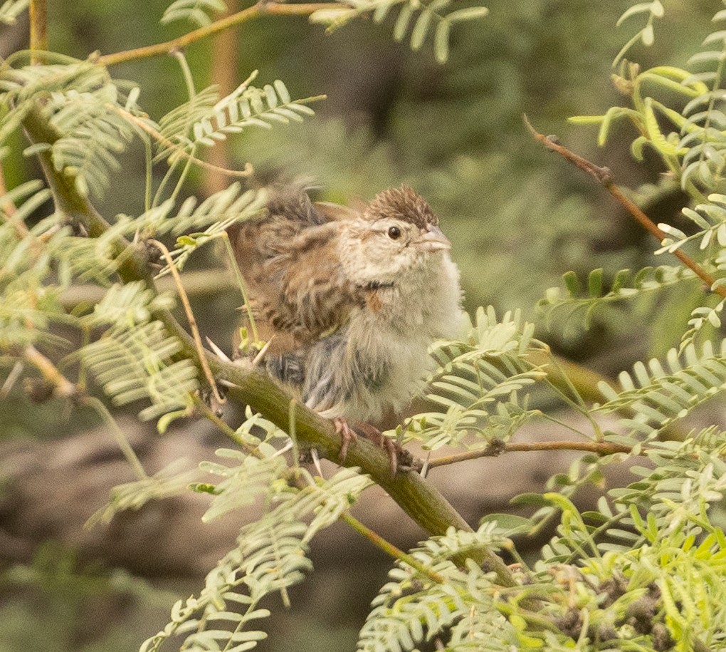 Cassin's Sparrow - ML475656971