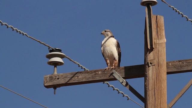 Ferruginous Hawk - ML475657