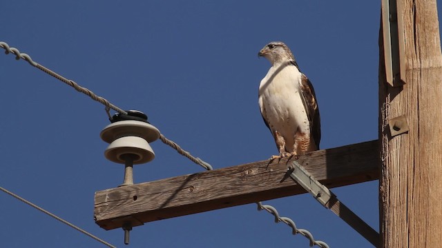 Ferruginous Hawk - ML475658