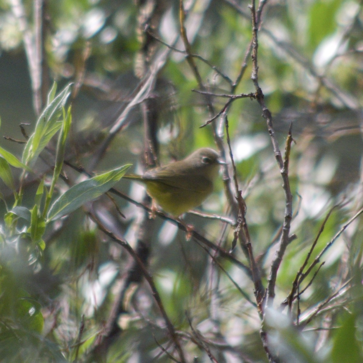 MacGillivray's Warbler - ML475658131