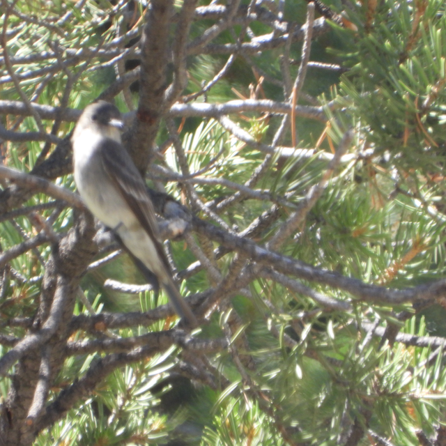 Dusky Flycatcher - ML475658281