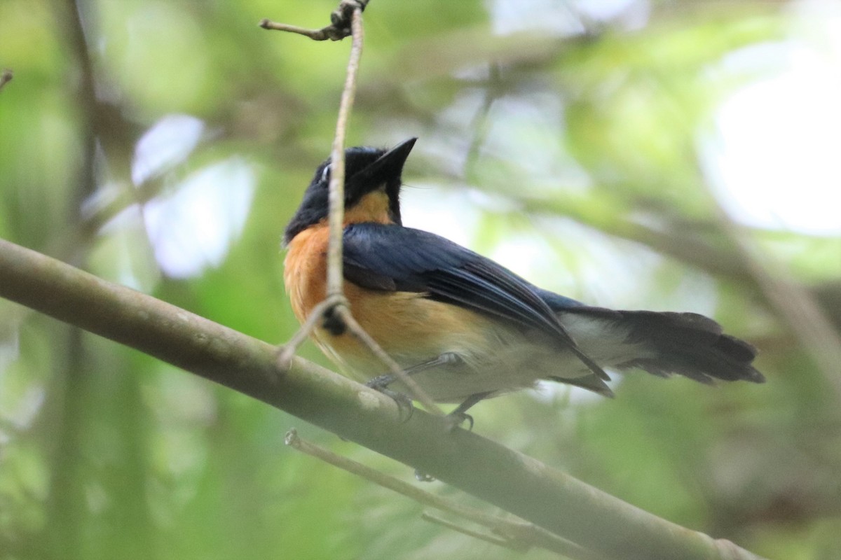 Mangrove Blue Flycatcher - Simon Lloyd