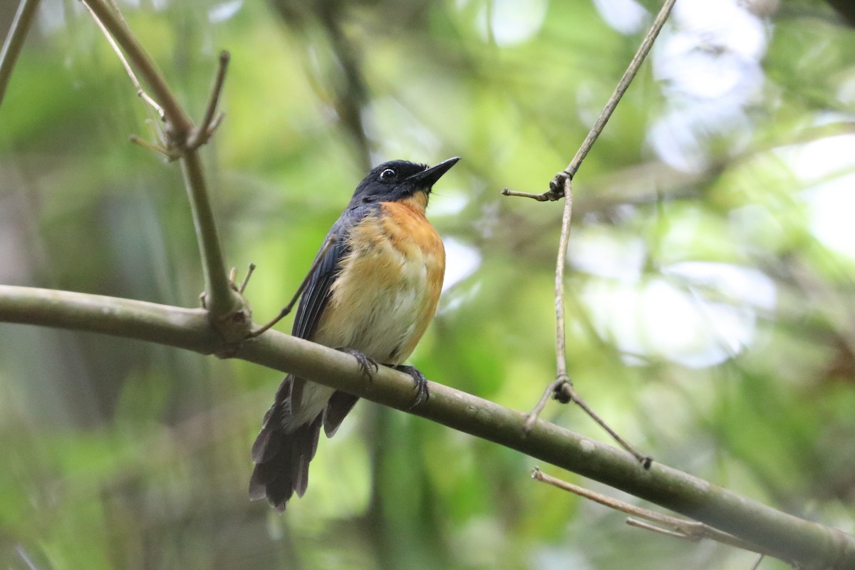 Mangrove Blue Flycatcher - Simon Lloyd