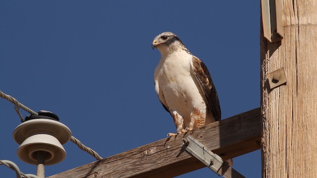 Ferruginous Hawk - ML475659