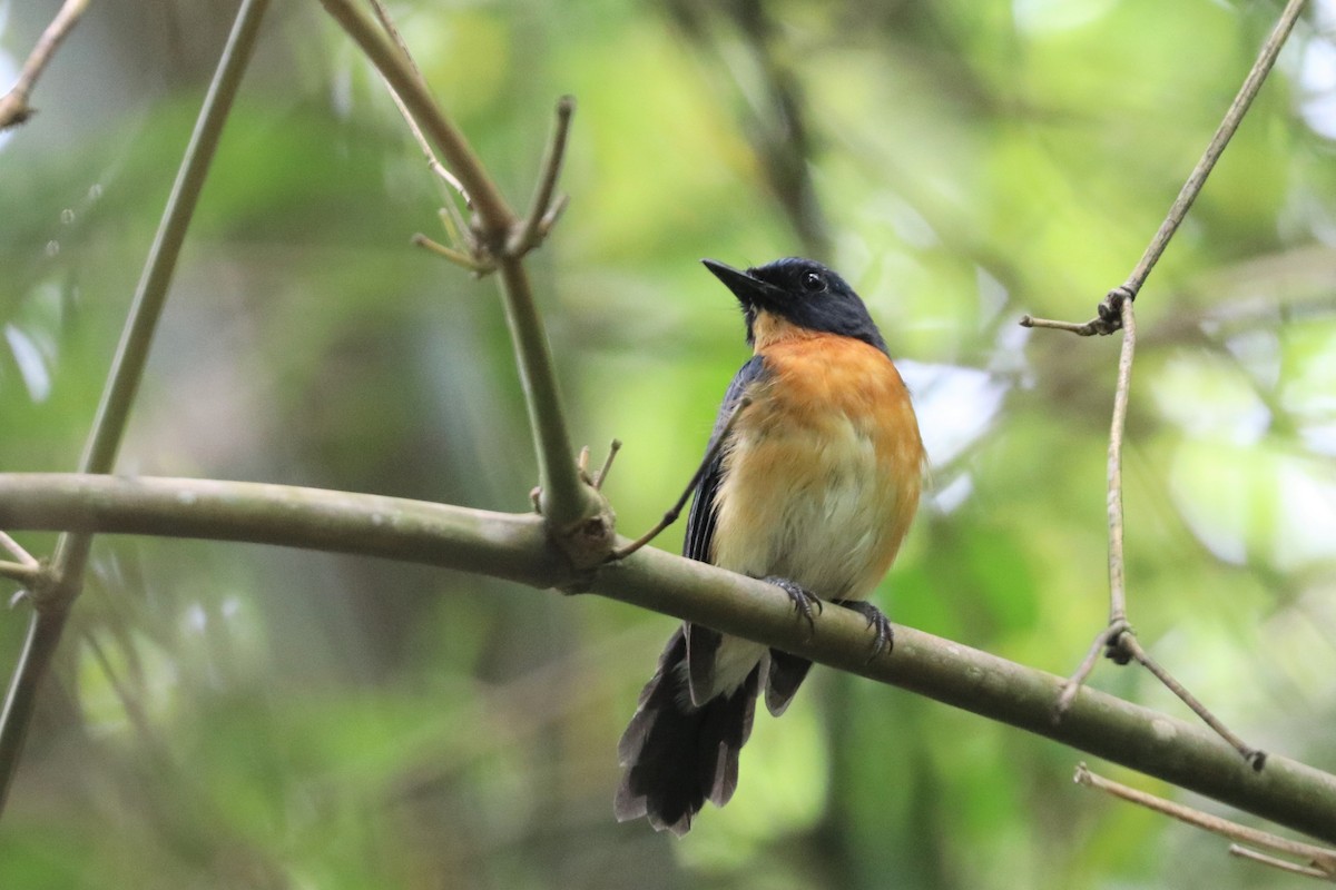 Mangrove Blue Flycatcher - Simon Lloyd