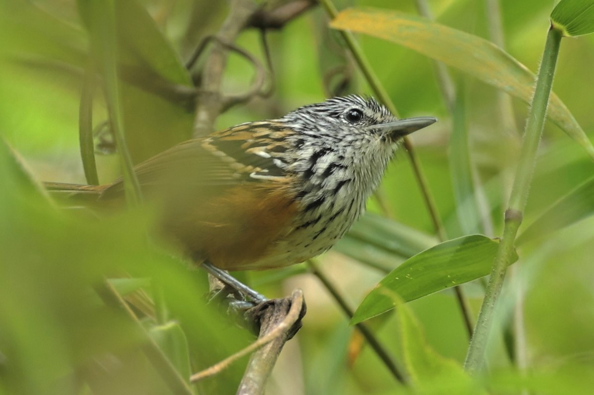 Santa Marta Antbird - ML475659201