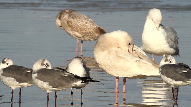 Glaucous Gull - ML475661