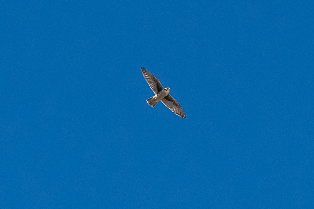 Prairie Falcon - ML475661211