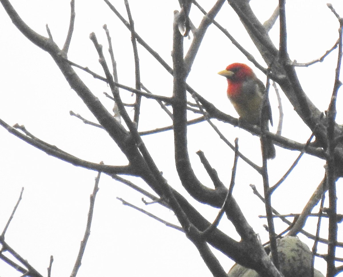 Scarlet-hooded Barbet - ML475661371