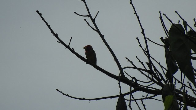 Scharlachkopf-Bartvogel - ML475661971