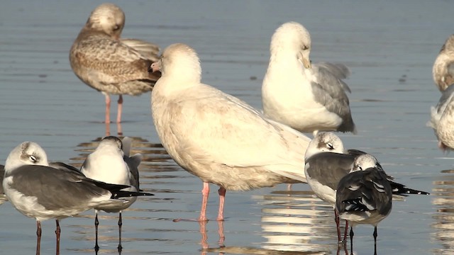 Glaucous Gull - ML475662