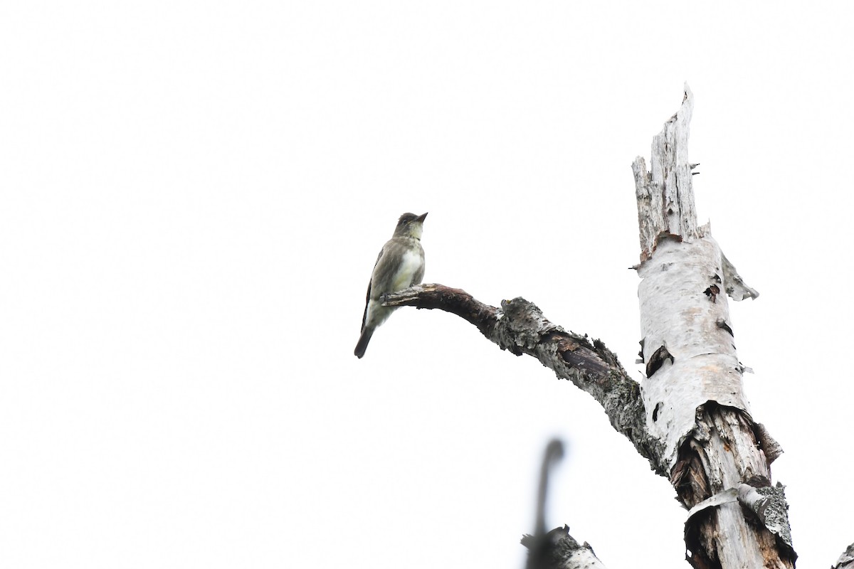 Olive-sided Flycatcher - Timothy Piranian