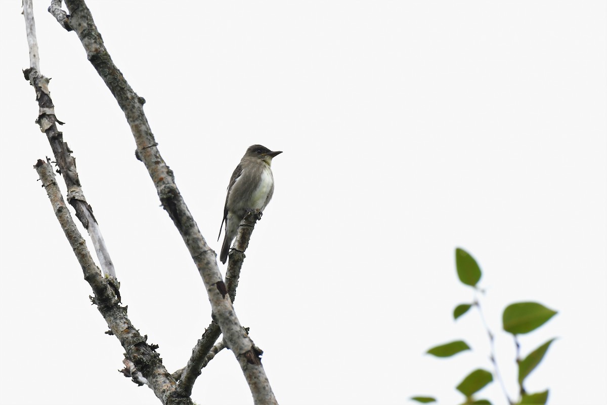 Olive-sided Flycatcher - ML475662041