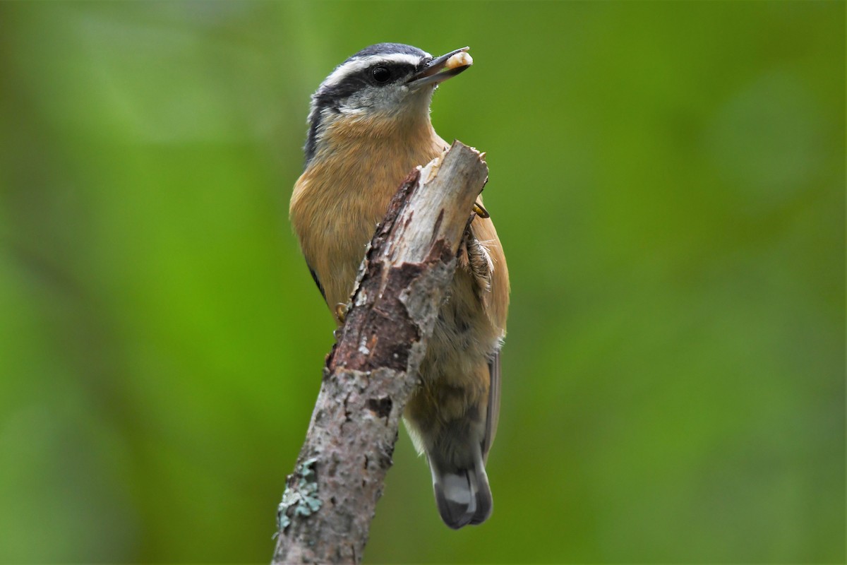 Red-breasted Nuthatch - ML475662221