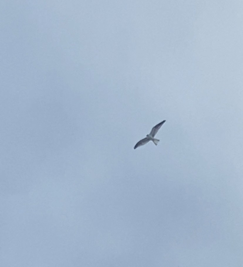 White-tailed Kite - ML475662311