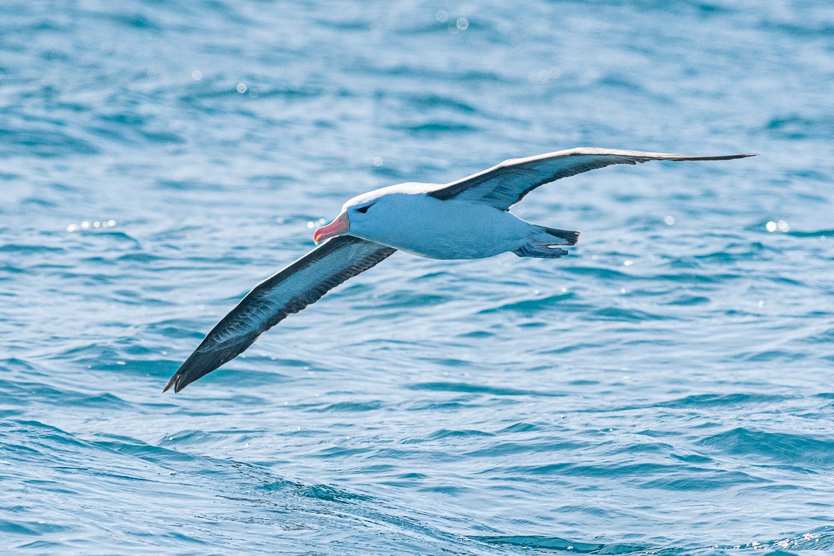 Black-browed Albatross - ML475662941