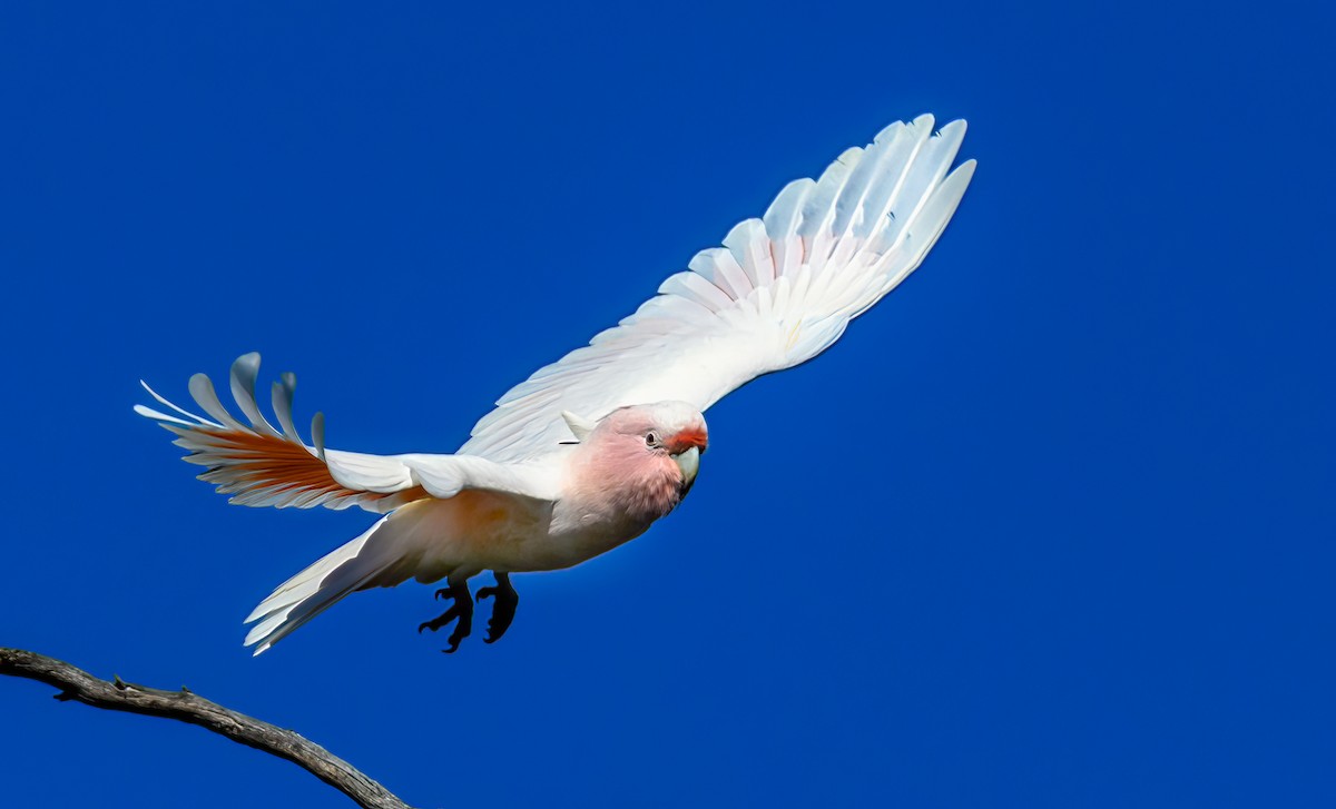 Pink Cockatoo - ML475663101