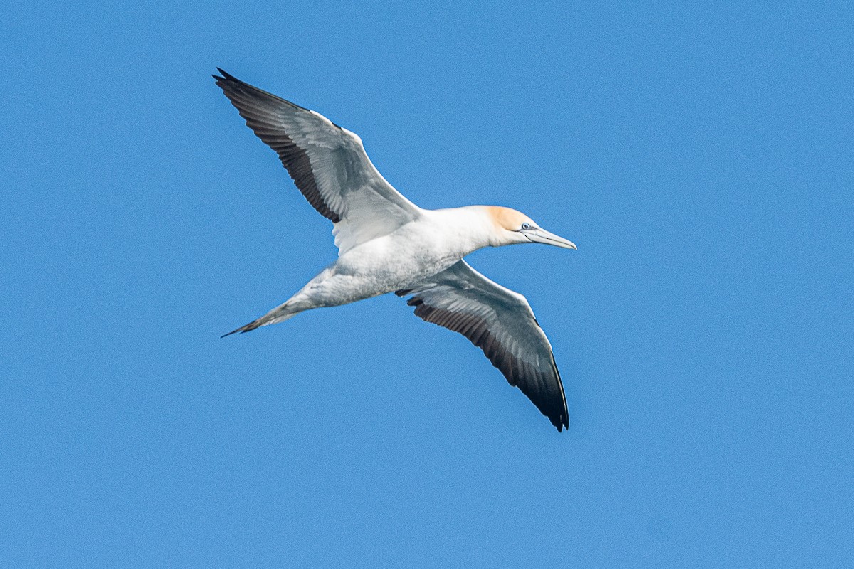 Australasian Gannet - ML475663111