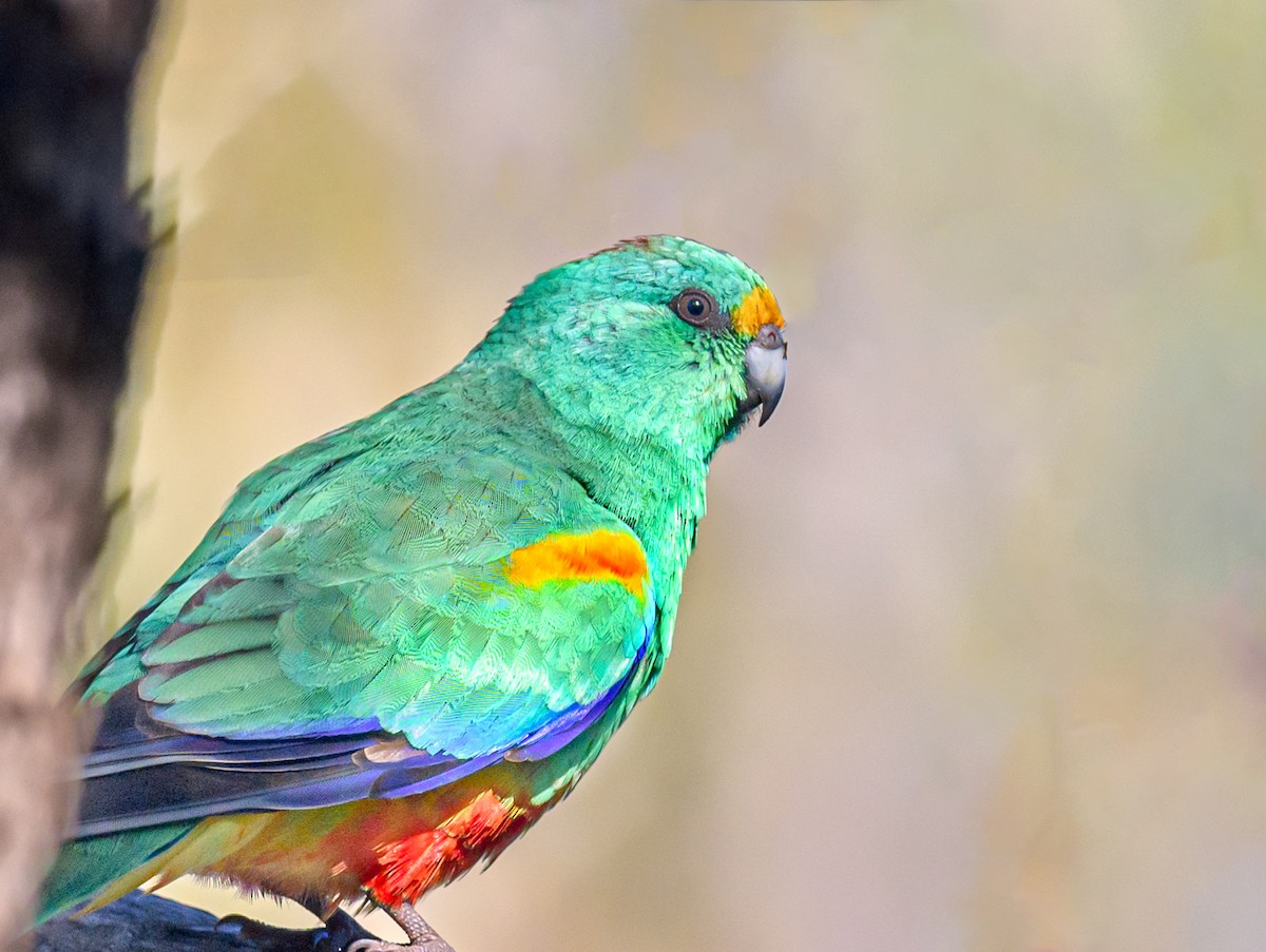 Mulga Parrot - ML475663131