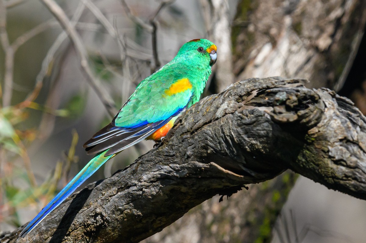 Mulga Parrot - ML475663141