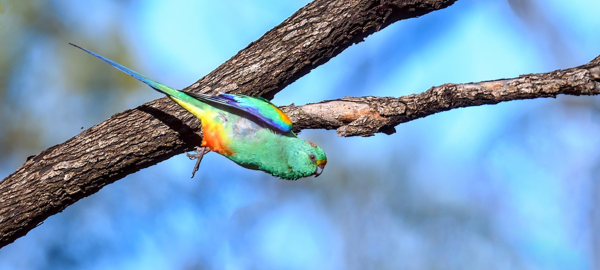 Mulga Parrot - ML475663171