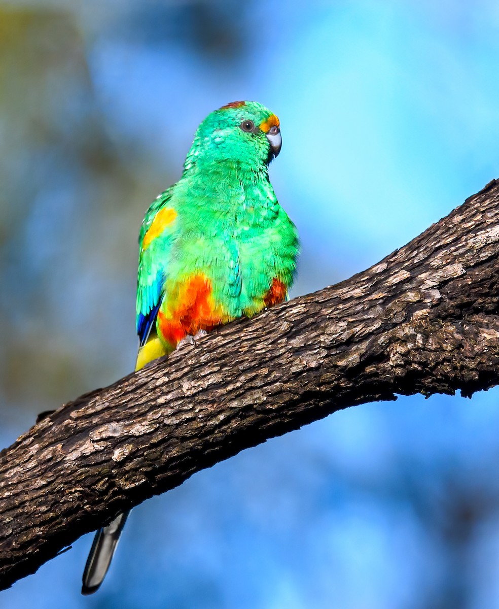 Mulga Parrot - ML475663211