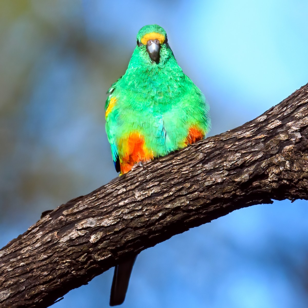 Mulga Parrot - ML475663221