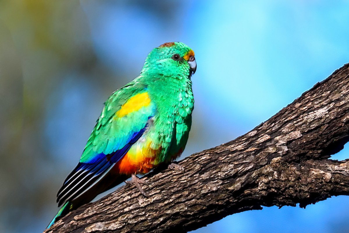 Mulga Parrot - ML475663241