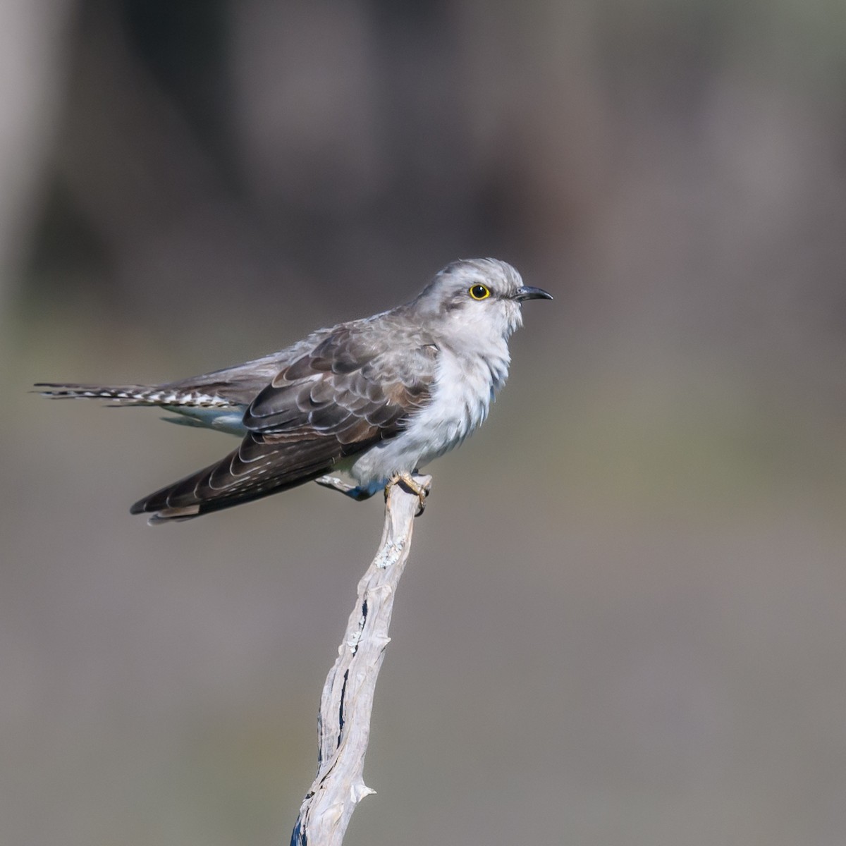 Pallid Cuckoo - ML475663351