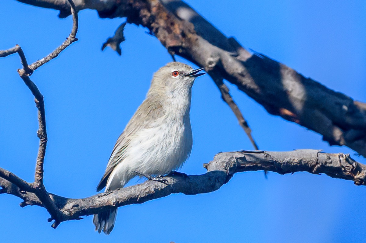 Western Gerygone - ML475663371