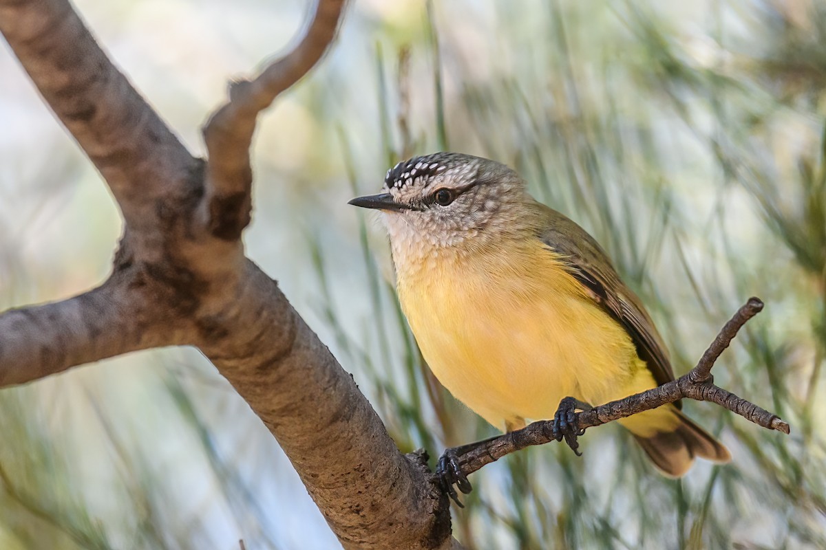 Yellow-rumped Thornbill - ML475663401