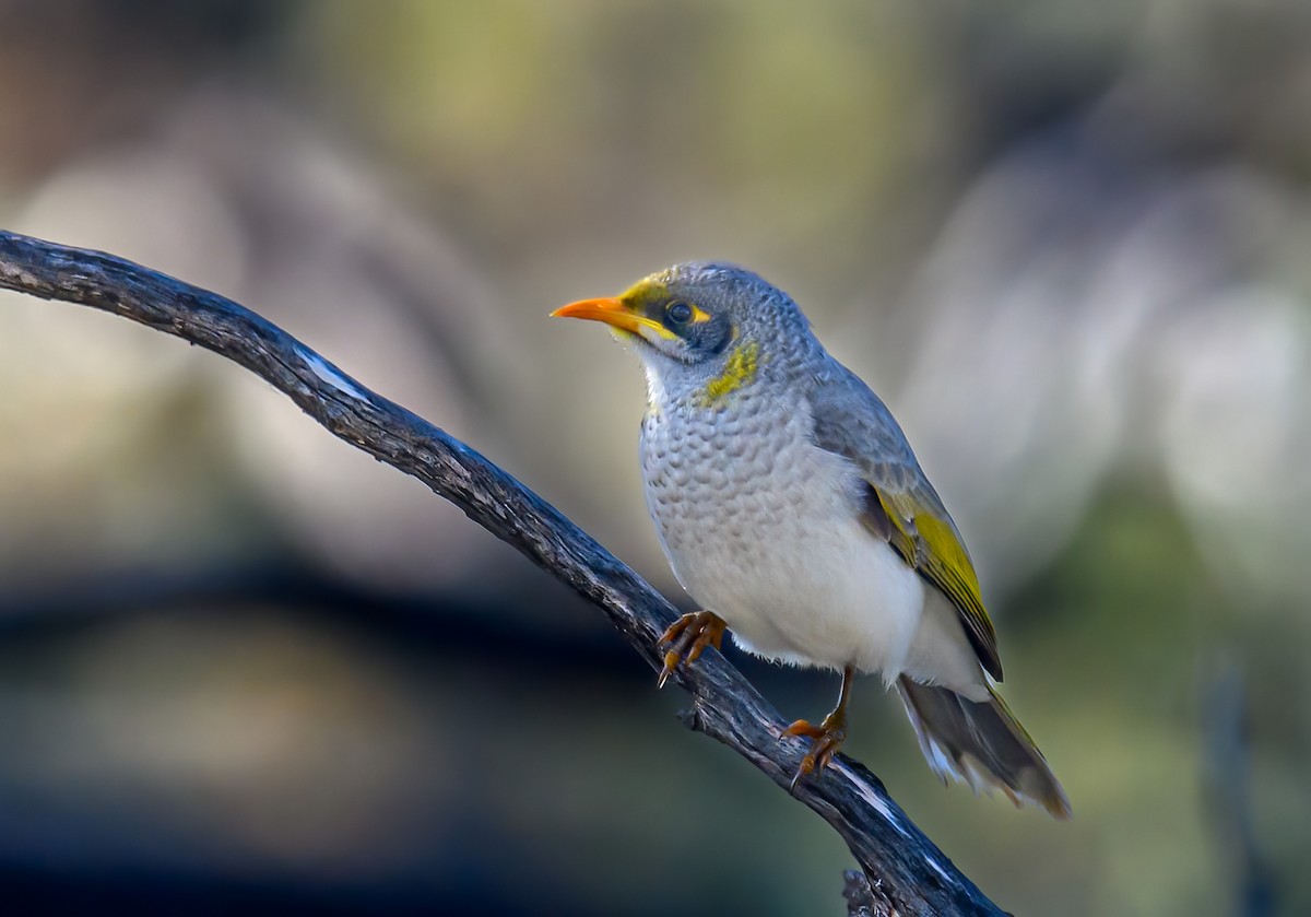 Yellow-throated Miner - ML475663441