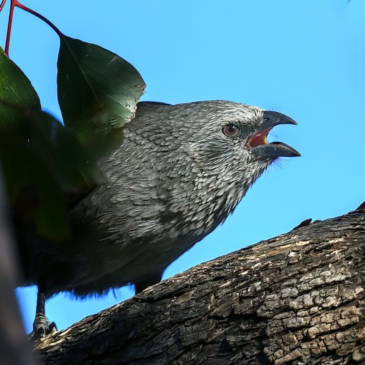 Apostlebird - ML475663481