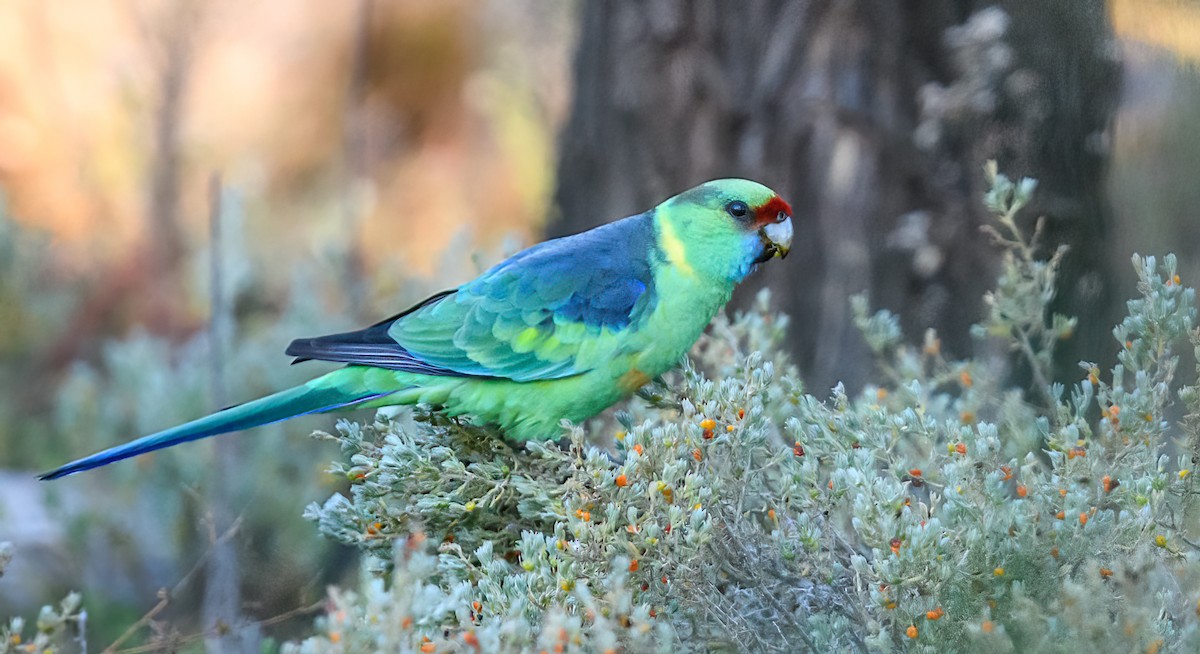 Australian Ringneck - ML475663491