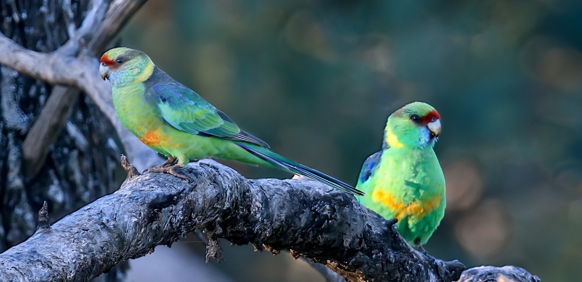 Australian Ringneck - ML475663511