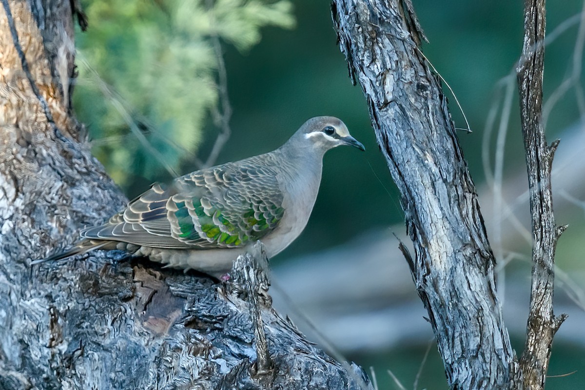 Common Bronzewing - ML475663551