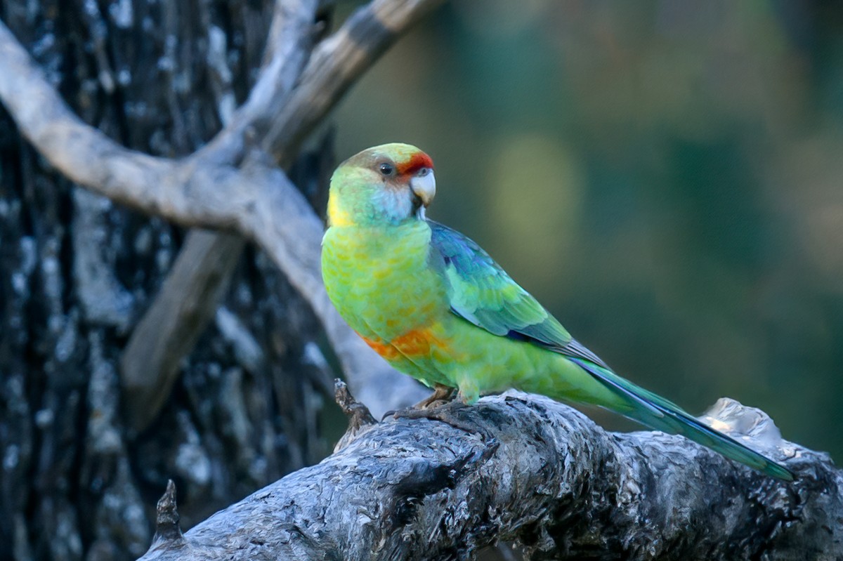Australian Ringneck - ML475663571