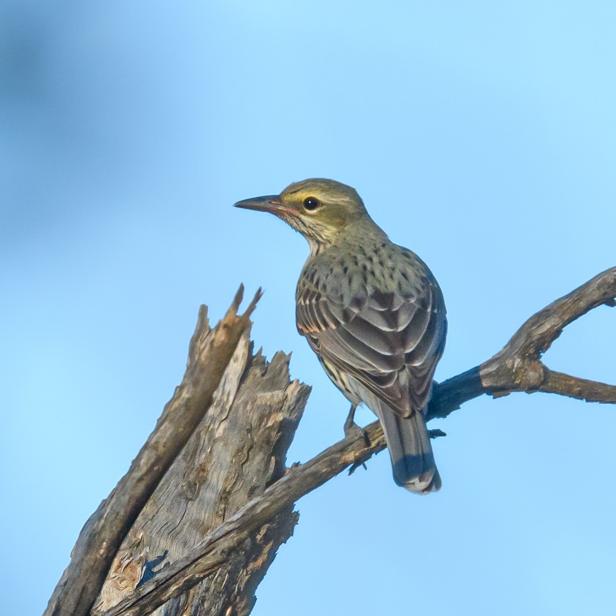 Olive-backed Oriole - ML475663591