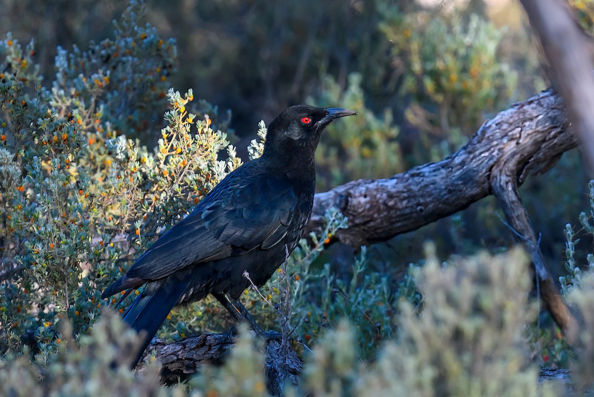White-winged Chough - ML475663601