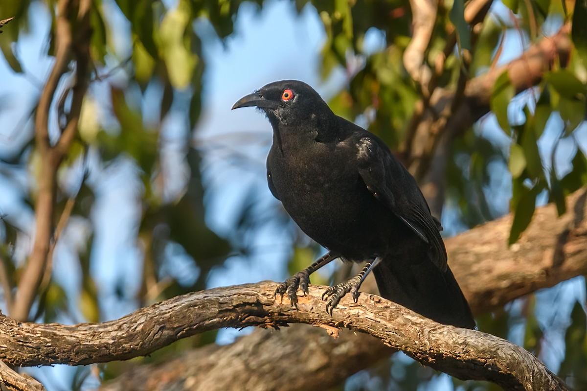 White-winged Chough - ML475663611
