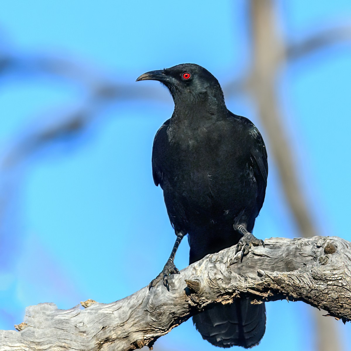 White-winged Chough - ML475663621
