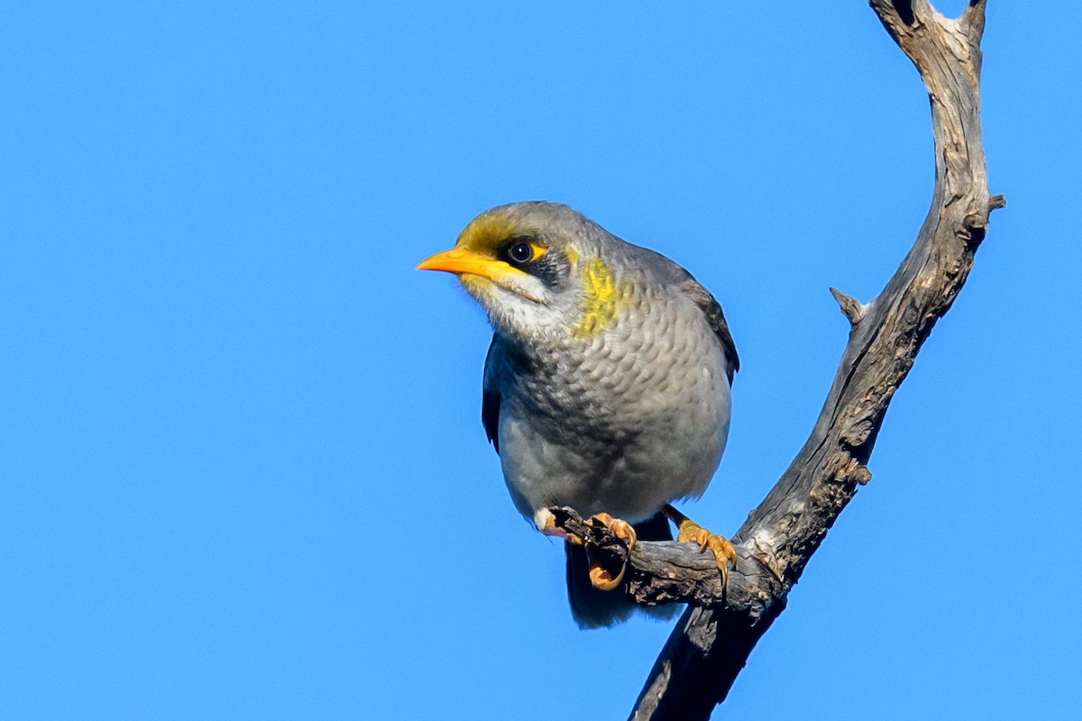 Yellow-throated Miner - ML475663631