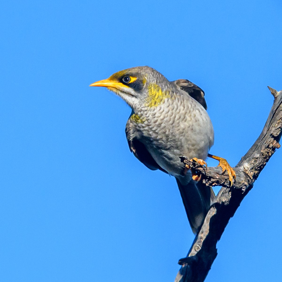 Yellow-throated Miner - ML475663641