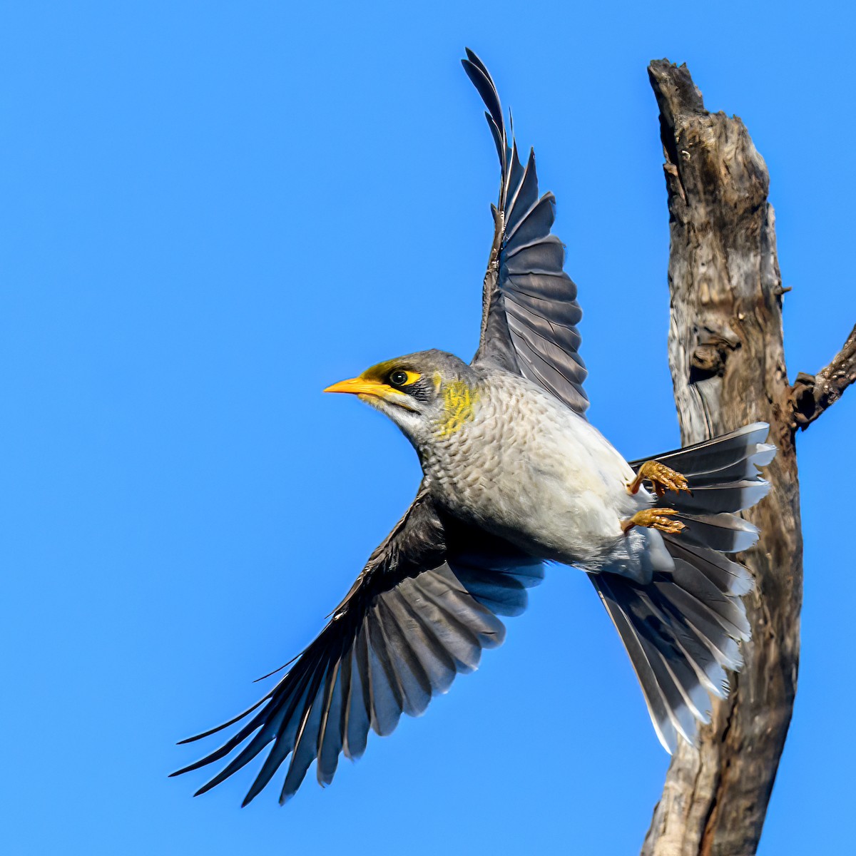 Yellow-throated Miner - ML475663651