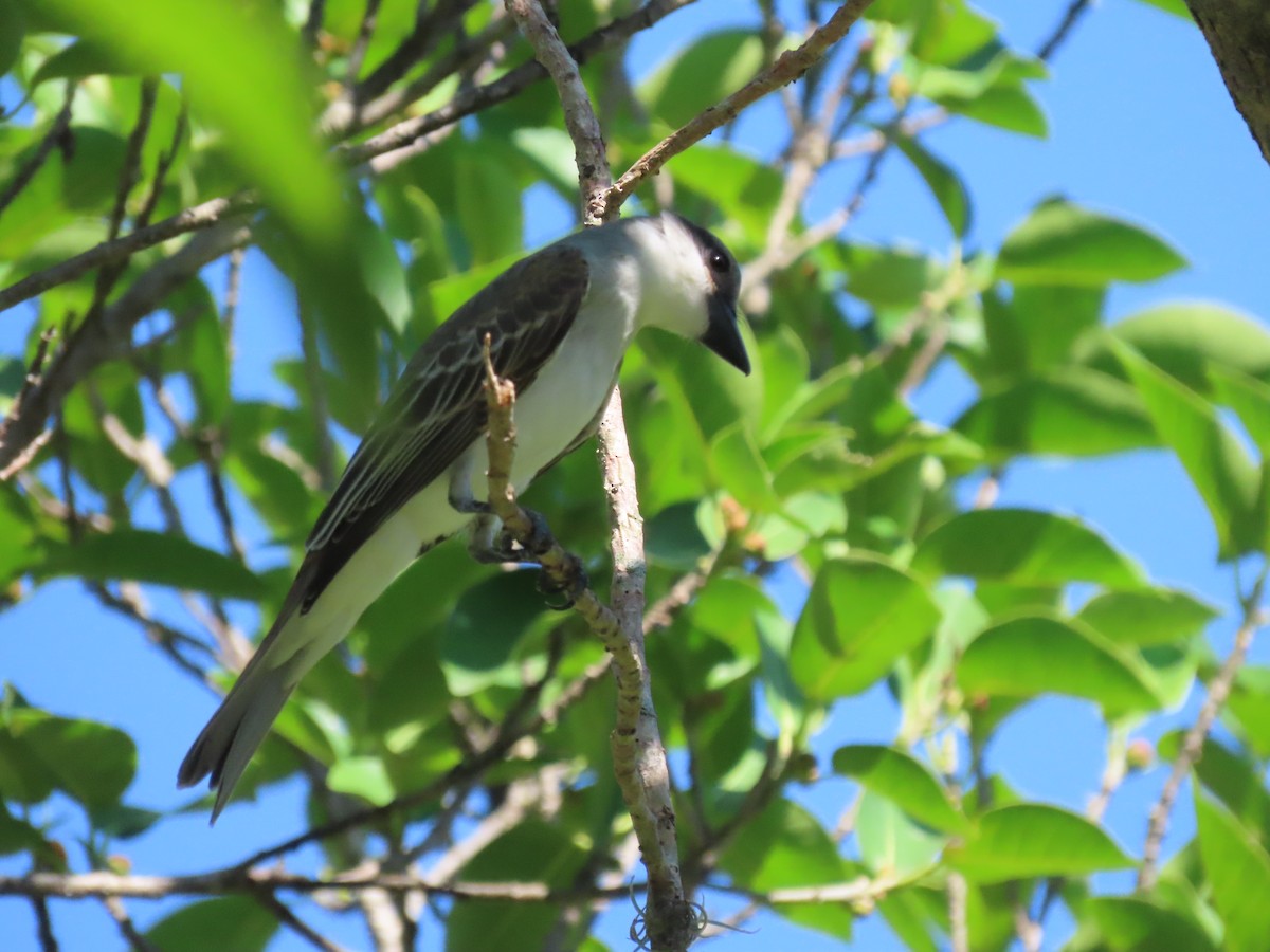 Gray Kingbird - ML475664091