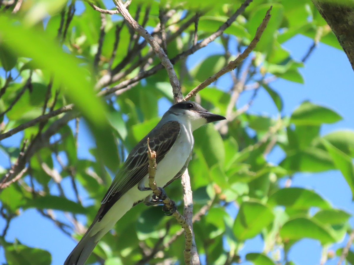 Gray Kingbird - ML475664101