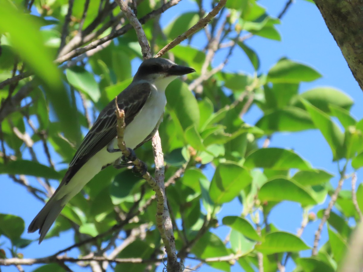 Gray Kingbird - ML475664111
