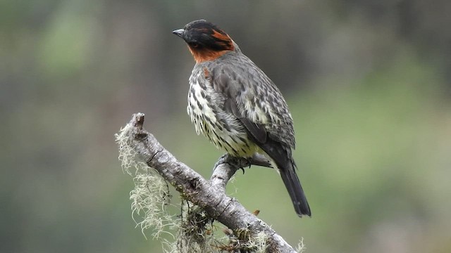 Cotinga Cresticastaño - ML475664611