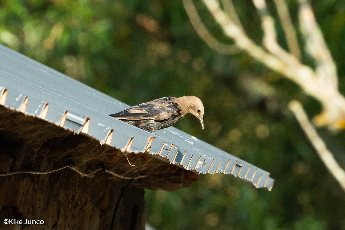 Spotless Starling - ML475665471